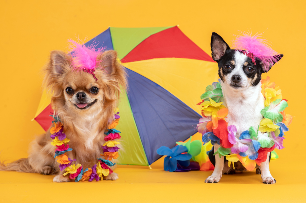 franquia de pet shop