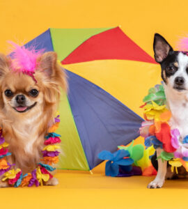 Franquia de pet shop: por que investir e como fazer dar certo