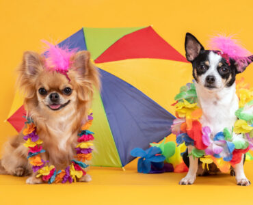 Franquia de pet shop: por que investir e como fazer dar certo